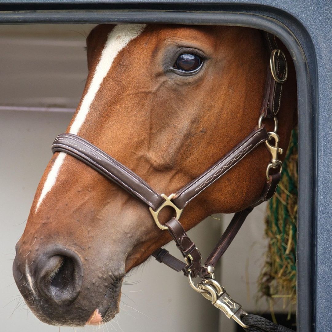 Nový kôň, nová výbava - čo by mal mať kôň pripravené u nového majiteľa
